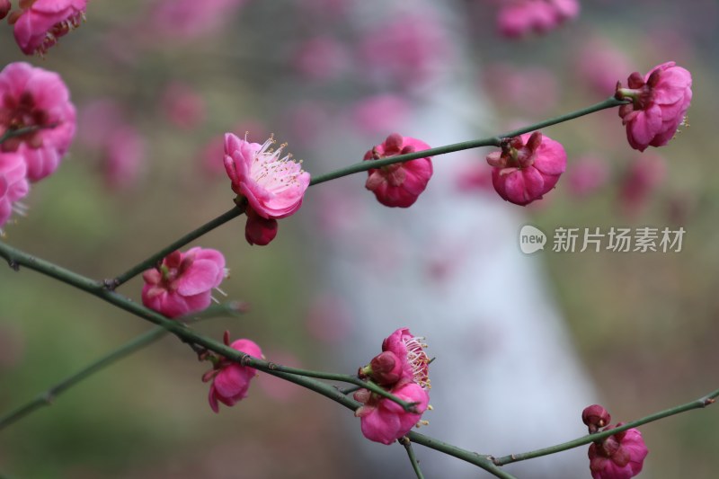 绽放的粉色梅花特写