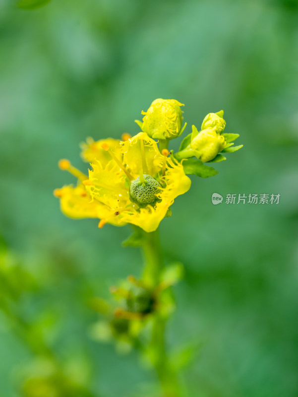 药用植物芸香黄花特写