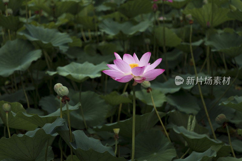 夏季公园荷塘荷叶丛中荷花特写