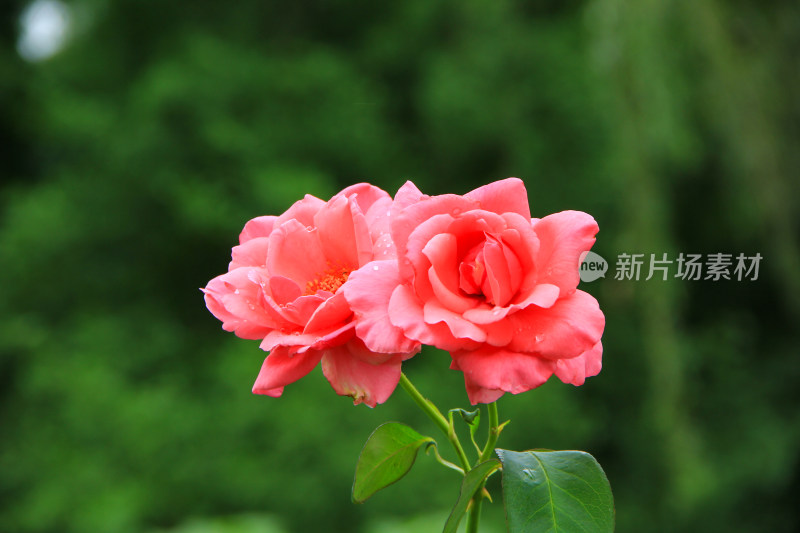 雨后新清的玫瑰花