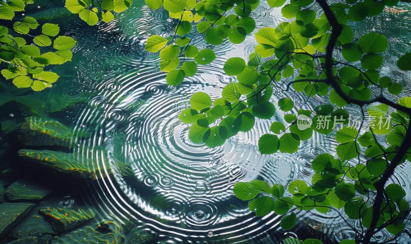 小雨绿叶水面雨滴涟漪水波纹下雨背景