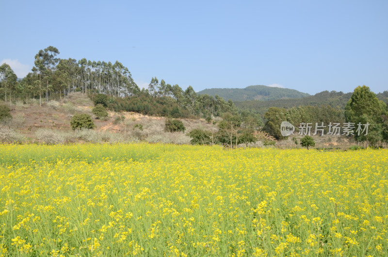 春天盛开的油菜花田