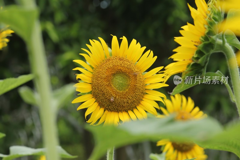 大片向日葵花田绿叶黄花生机勃勃