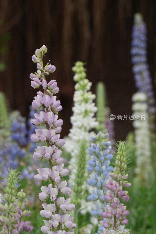 千灯湖多彩羽扇豆花特写