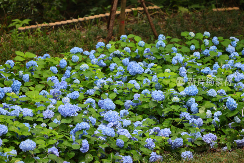 绣球花科绣球属无尽夏 绣球花花海