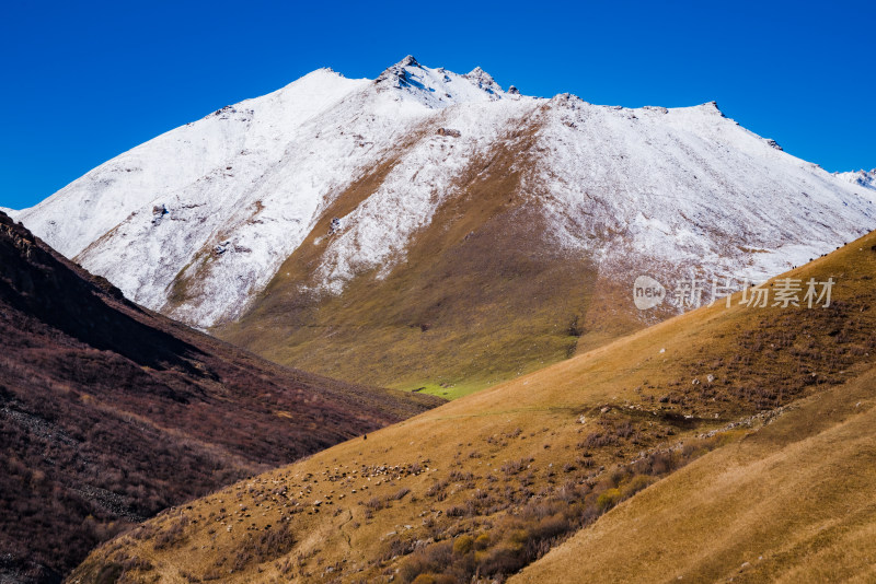 新疆天山山脉秋天雪山牧场风景