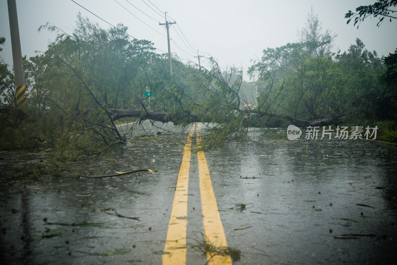 台风期间道路上的树木和碎片2