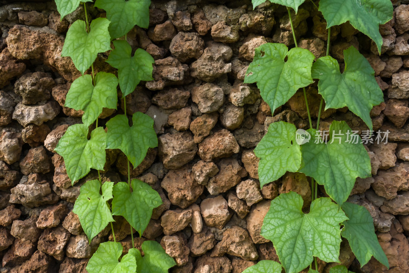 石墙上攀爬的绿色藤曼植物