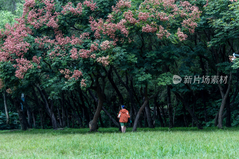 栾树花开