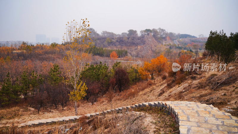 淄博城区网红草原秋景