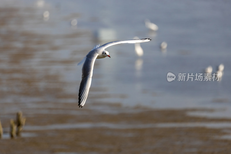 海鸥、红嘴鸥