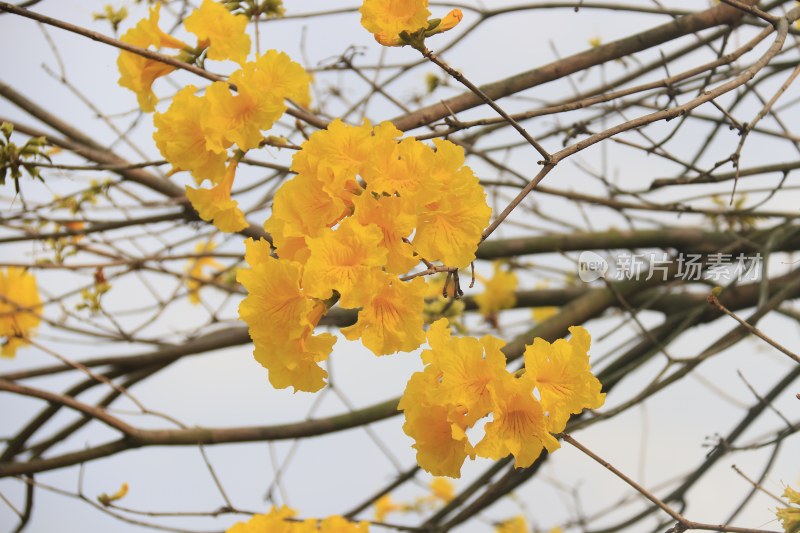 黄花风铃木