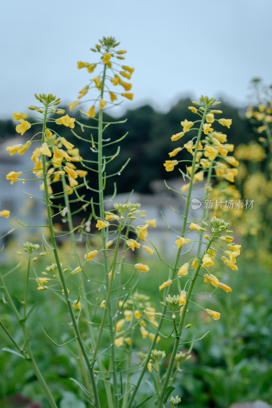 户外带水珠的黄色油菜花特写