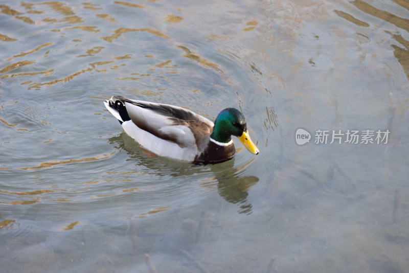 在湖里游泳的一只野鸭