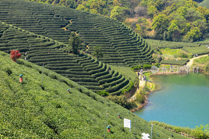 春天的龙井茶园