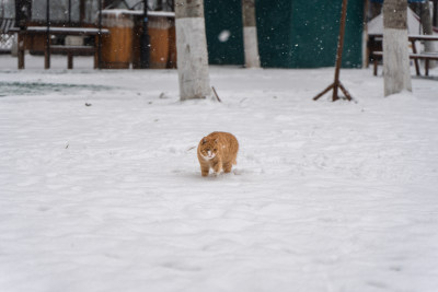 橘猫在雪地行走下雪天冬季