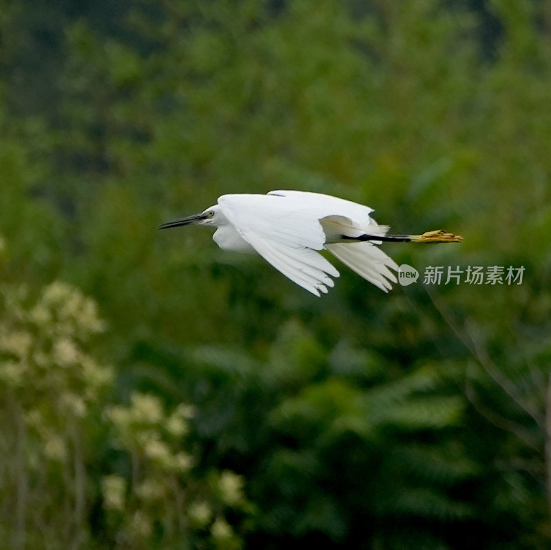 尖嘴白鹭水鸟飞翔