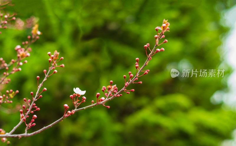 立春时节，长出花芽的紫叶李