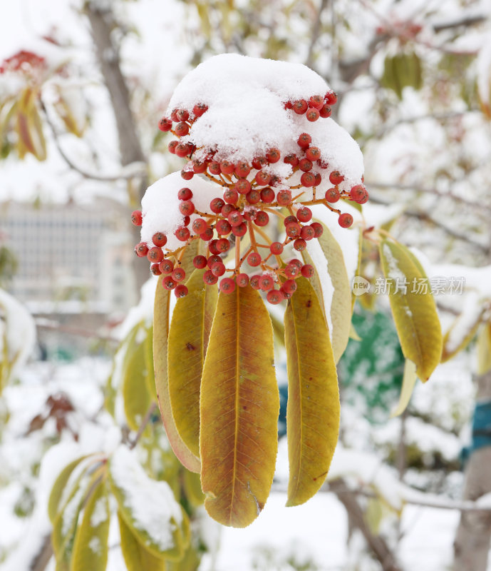 瑞雪落枝头