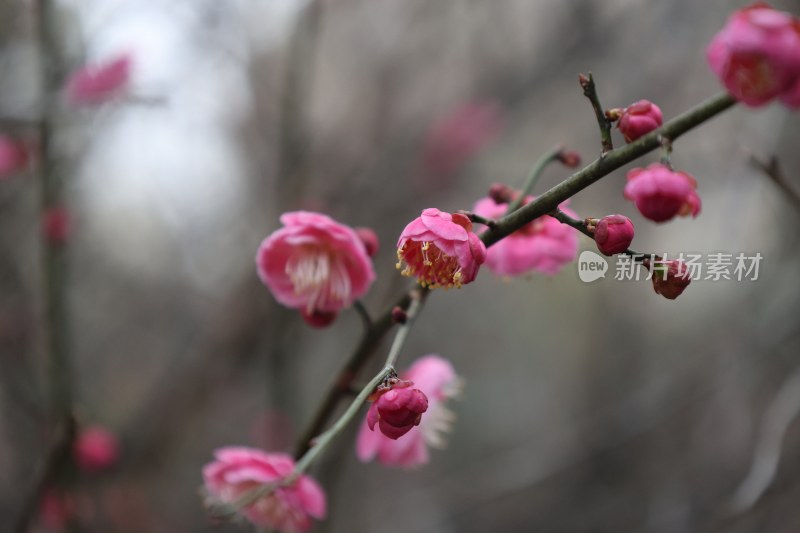 静静绽放的梅花