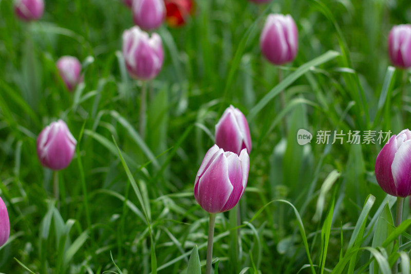 杭州太子湾多彩郁金香花海景观