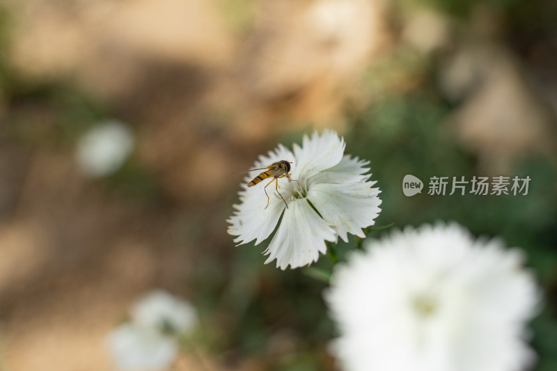 白色石竹花上的蜂蝇蜜蜂