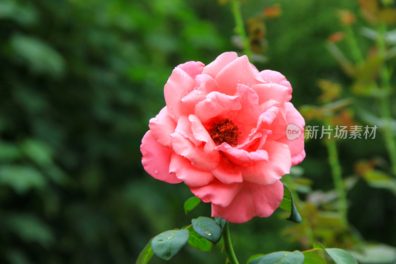 雨后新清的玫瑰花