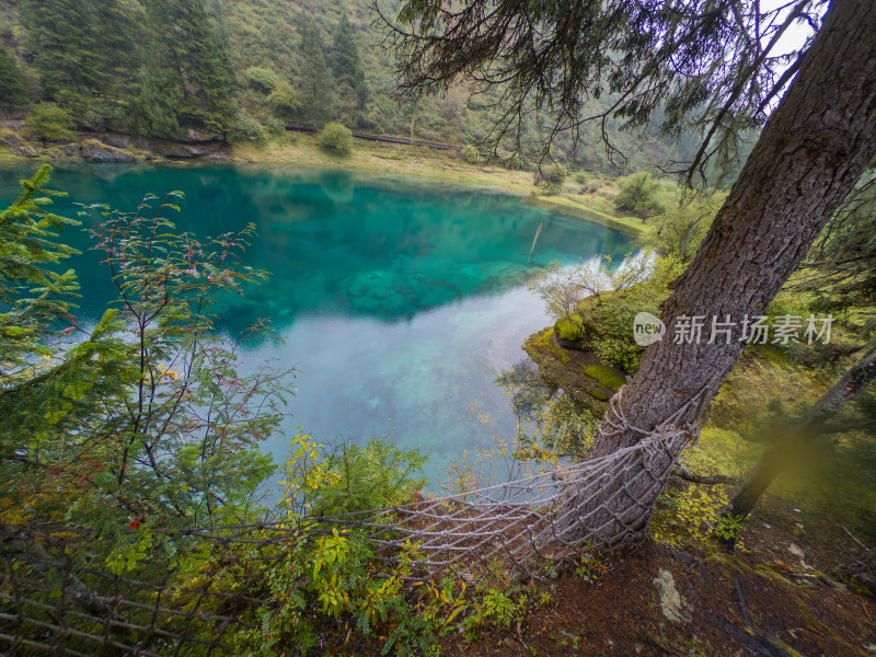 静谧的森林与湖景