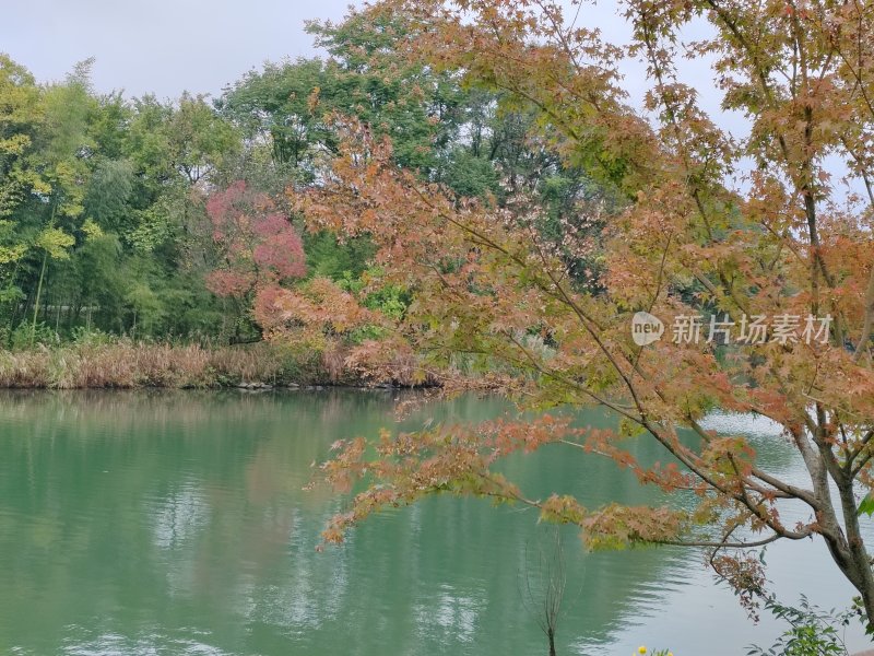 水边多彩树林的自然风景