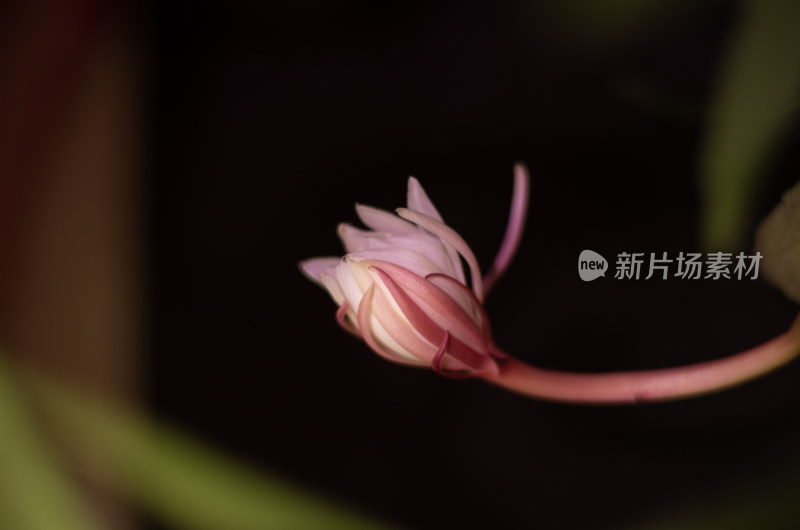 小叶昙花