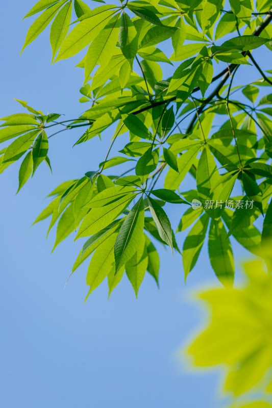 夏日阳光下的叶子