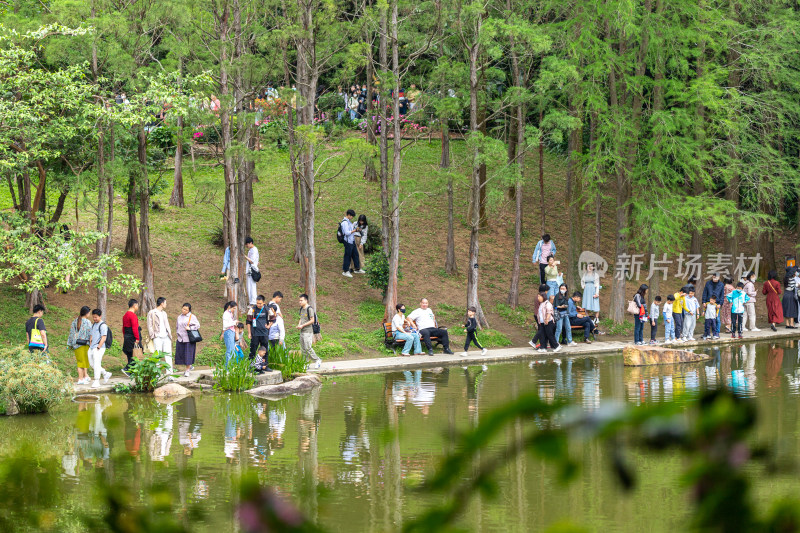 深圳仙湖植物园花展