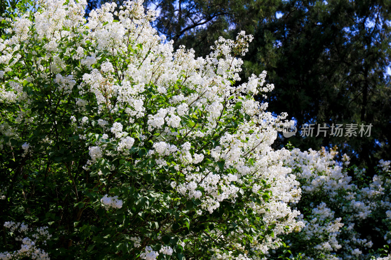 丁香花花卉