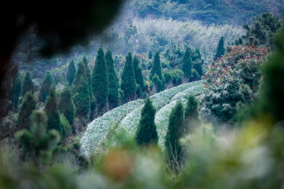 茶园春茶绿茶茶叶