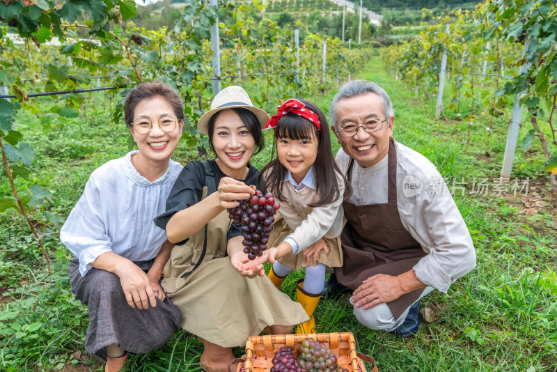 一家人在果园采摘葡萄