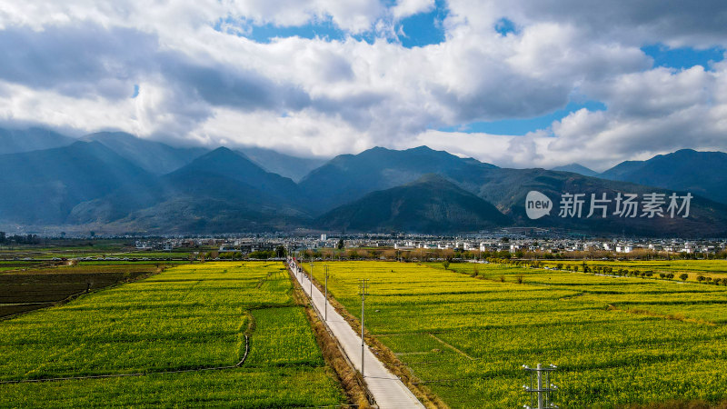 油菜花田与雪山