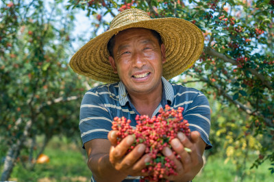 花椒丰收农民笑脸