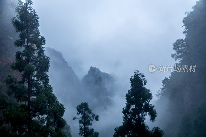 云雾缭绕的高山森林