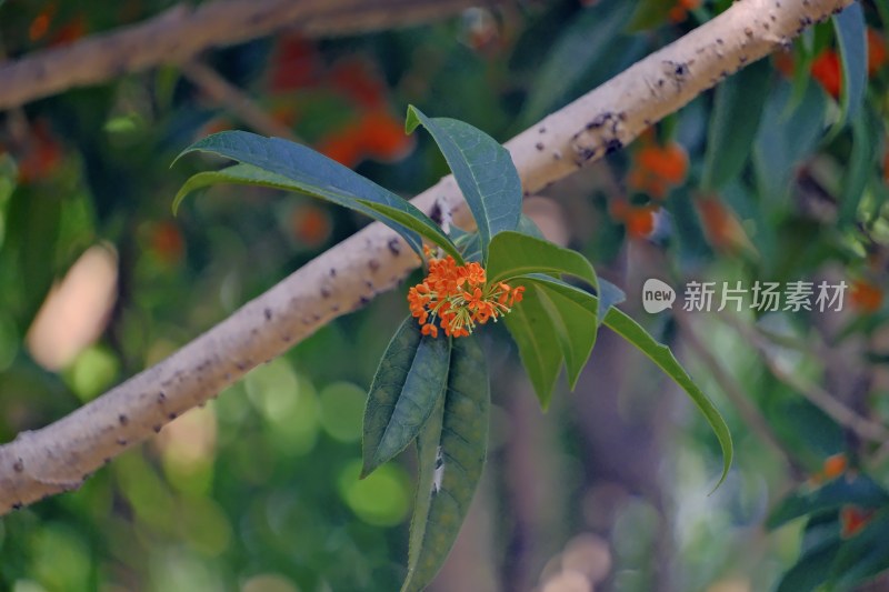 桂花飘香