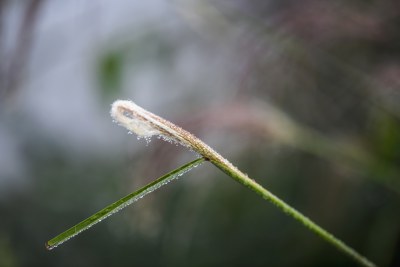 重庆酉阳：霜降后的小草“披金戴银”