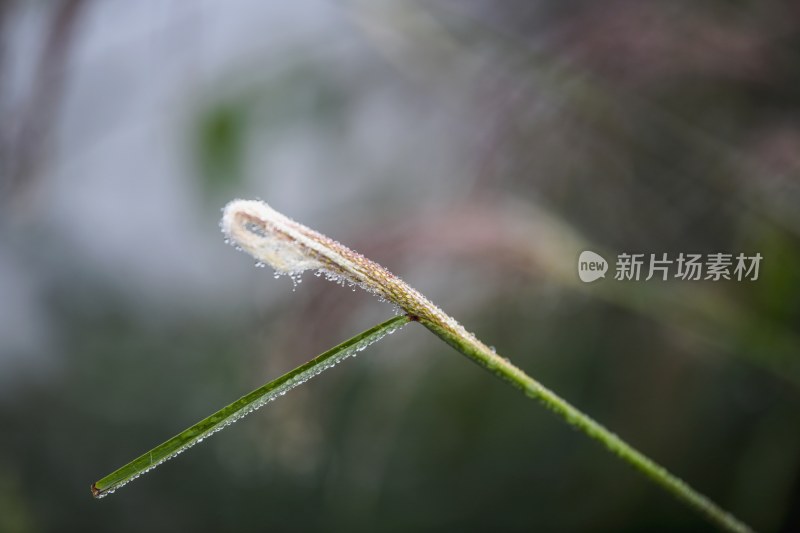 重庆酉阳：霜降后的小草“披金戴银”