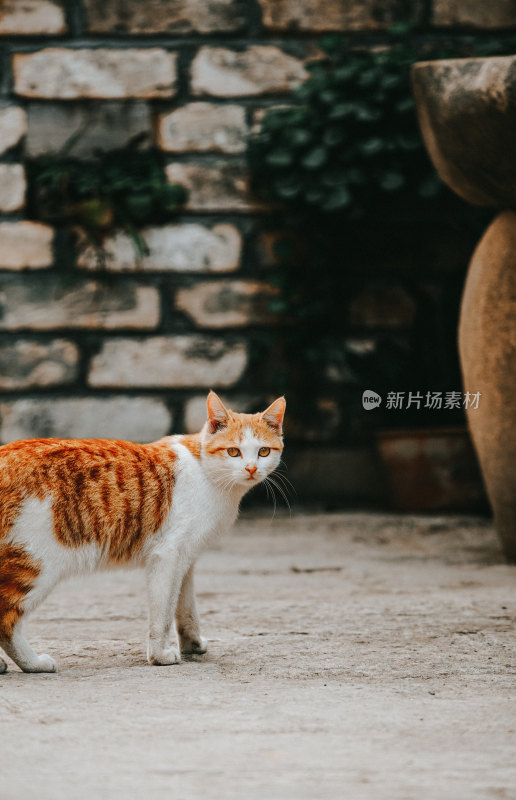 户外的猫咪