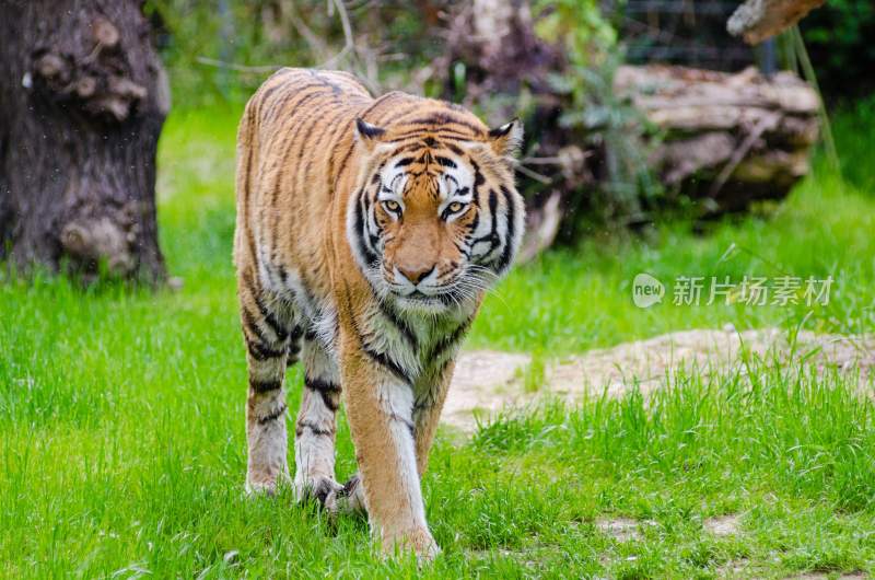 野生动物老虎食肉动物狩猎者