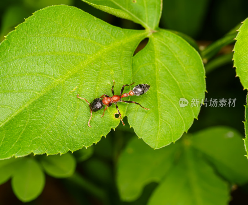 微距下的红黑细长蚁