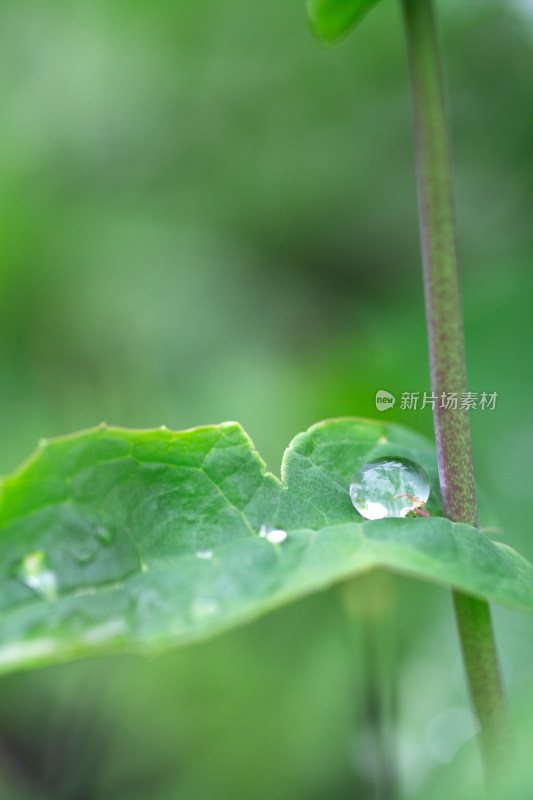 雨后绿叶上的雨滴特写