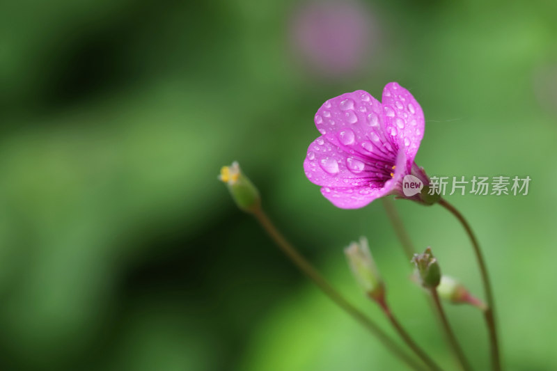 春来了——红花醡浆草