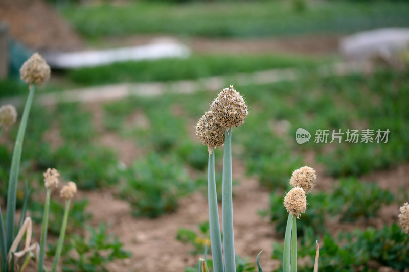 培育成熟的大葱种子