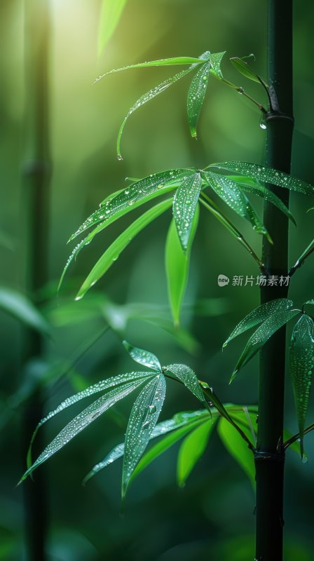 绿意竹林翠绿竹叶清新宁静自然背景