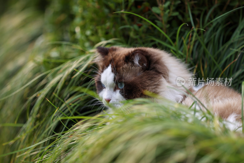 一只在草地上的布偶猫 海豹双色雄性种猫