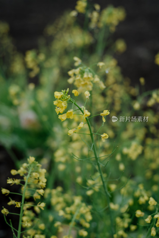 微距下的油菜花枝特写